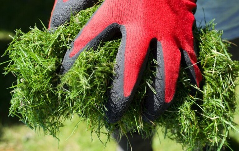 How to Revive Centipede & St. Augustine Grasses? How to Revive Centipede & St. Augustine Grasses?