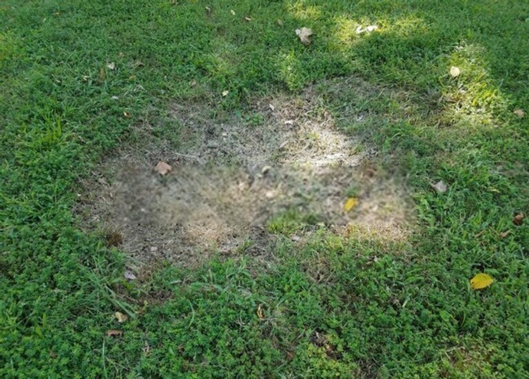 How to Revive Centipede & St. Augustine Grasses? How to Revive Centipede & St. Augustine Grasses?