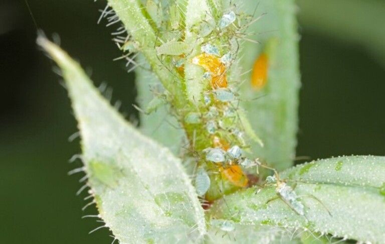 You Shouldn’t Kill These Bugs In Your Garden You Shouldn’t Kill These Bugs In Your Garden