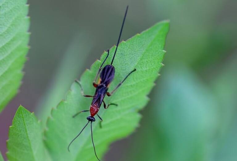 You Shouldn’t Kill These Bugs In Your Garden You Shouldn’t Kill These Bugs In Your Garden