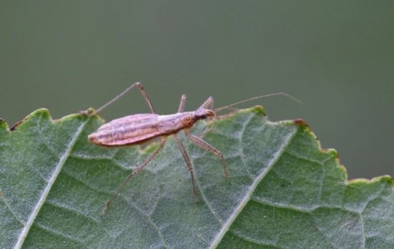 You Shouldn’t Kill These Bugs In Your Garden You Shouldn’t Kill These Bugs In Your Garden