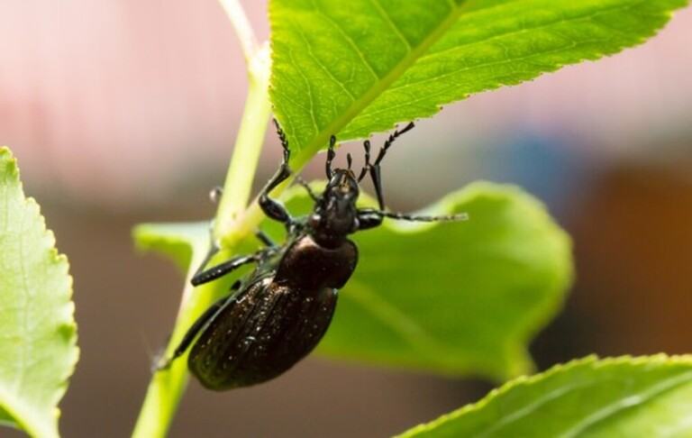 You Shouldn’t Kill These Bugs In Your Garden You Shouldn’t Kill These Bugs In Your Garden