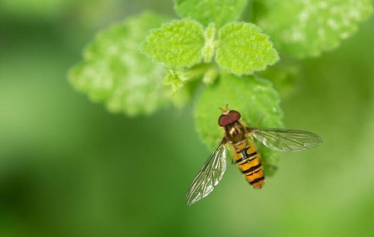 You Shouldn’t Kill These Bugs In Your Garden You Shouldn’t Kill These Bugs In Your Garden
