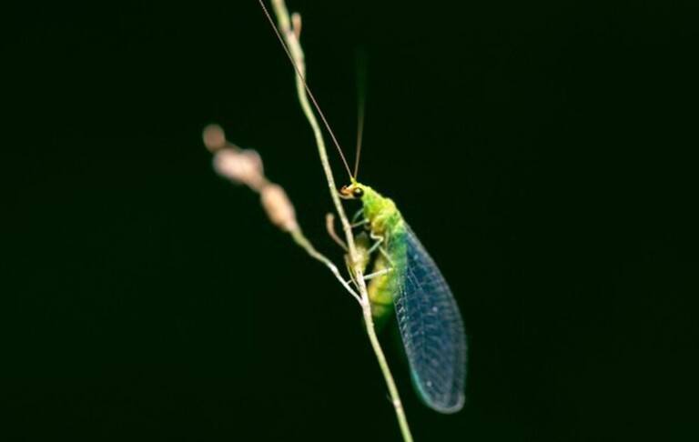 You Shouldn’t Kill These Bugs In Your Garden You Shouldn’t Kill These Bugs In Your Garden