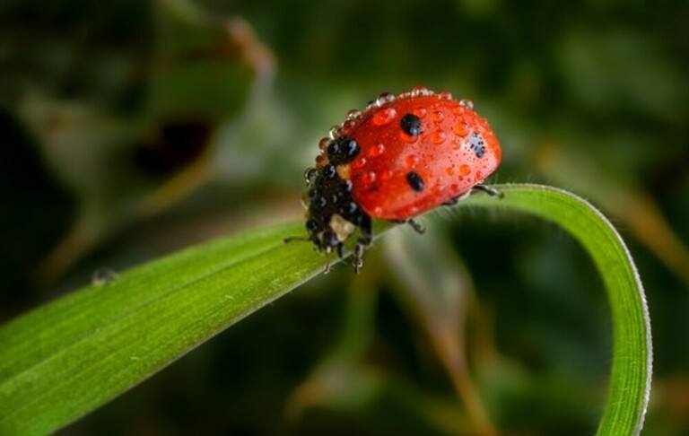 You Shouldn’t Kill These Bugs In Your Garden You Shouldn’t Kill These Bugs In Your Garden