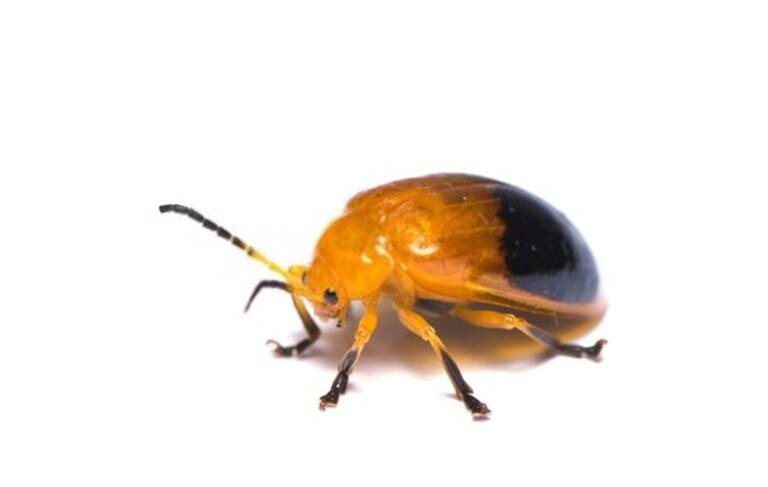 You Shouldn’t Kill These Bugs In Your Garden You Shouldn’t Kill These Bugs In Your Garden
