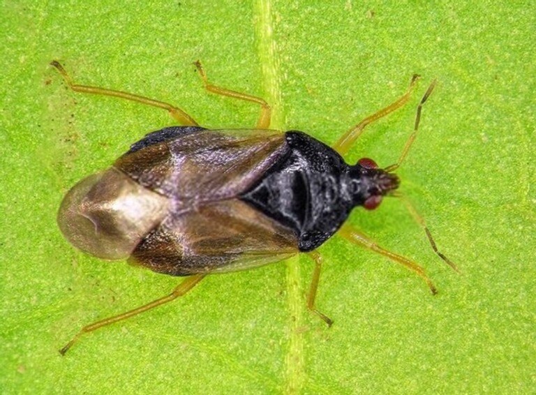 You Shouldn’t Kill These Bugs In Your Garden You Shouldn’t Kill These Bugs In Your Garden