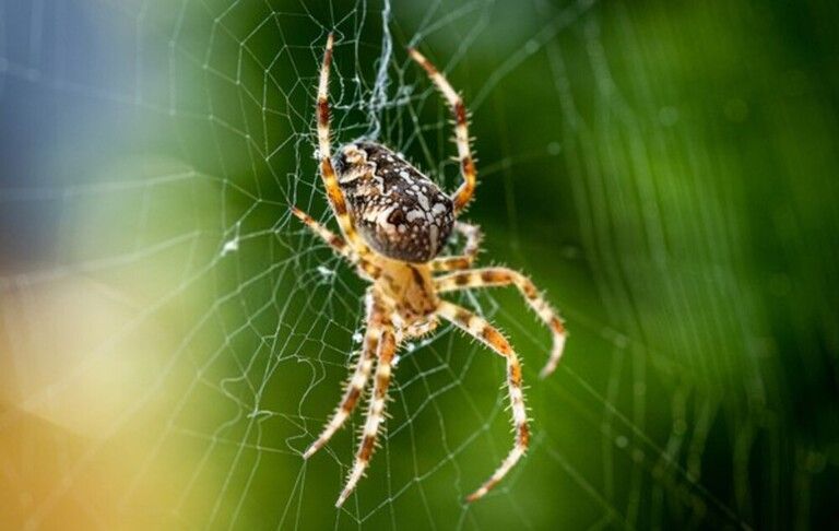 You Shouldn’t Kill These Bugs In Your Garden You Shouldn’t Kill These Bugs In Your Garden