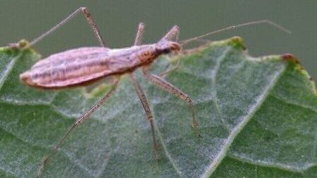 You Shouldn’t Kill These Bugs In Your Garden