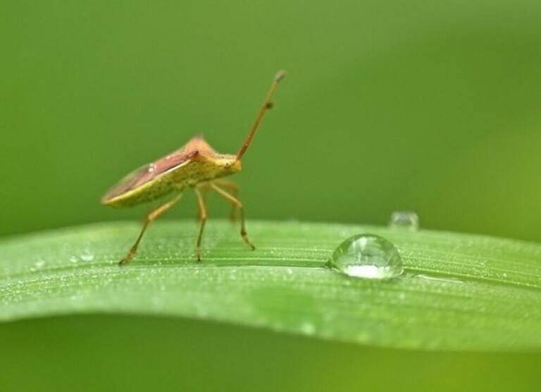 Do Garden Pesticides Make Your Pest Problem Worse? Do Garden Pesticides Make Your Pest Problem Worse?