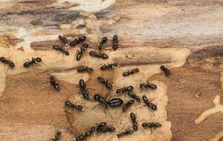 Do Garden Pesticides Make Your Pest Problem Worse? Do Garden Pesticides Make Your Pest Problem Worse?