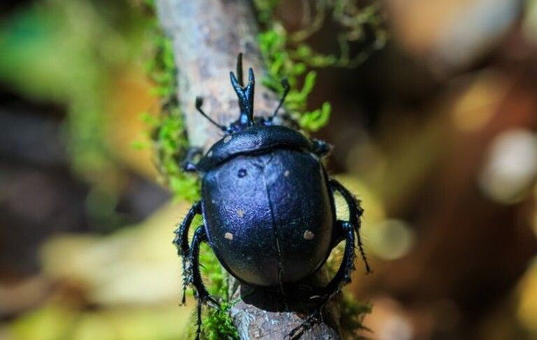 Do Garden Pesticides Make Your Pest Problem Worse? Do Garden Pesticides Make Your Pest Problem Worse?
