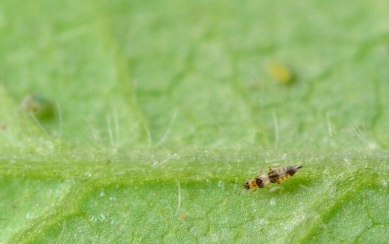Do Garden Pesticides Make Your Pest Problem Worse? Do Garden Pesticides Make Your Pest Problem Worse?