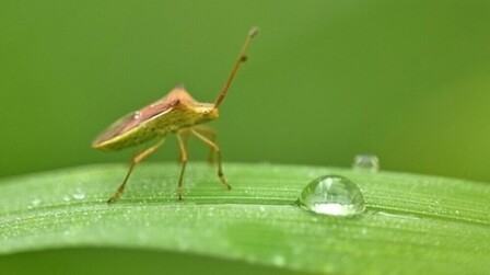 Do Garden Pesticides Make Your Pest Problem Worse?