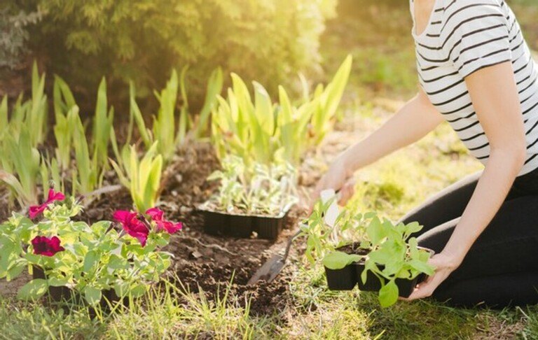 How To Harden Off Indoor-Sown Plants How To Harden Off Indoor-Sown Plants