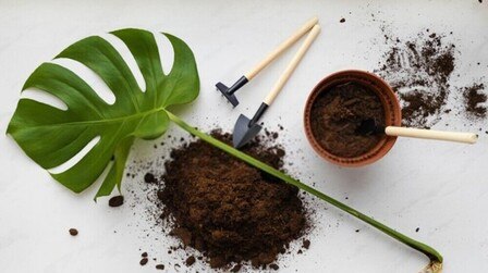 Best Soil For Monstera of 2025: Top 5 Picks