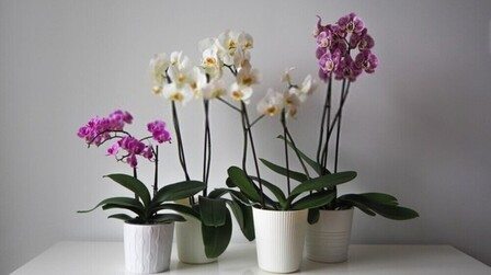 6 Best Pots For Orchids of 2025 