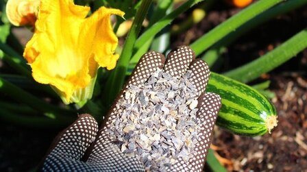 Best Fertilizer For Zucchini of 2025: Top 6 Picks