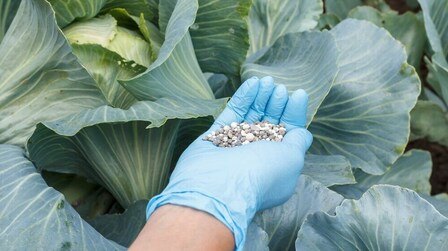 Best Fertilizer For Cabbage of 2025: Top 6 Picks