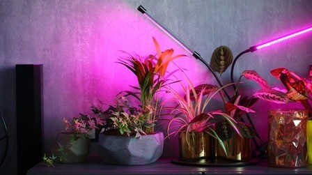 Best Grow Light For Indoor Citrus Trees of 2025: Top 5 Picks