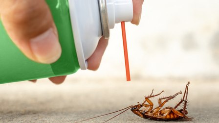 6 Best Insecticides For Roaches of 2025