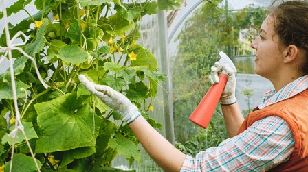 6 Best Fertilizers For Cucumbers of 2025