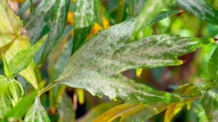 Best Fungicide For Powdery Mildew of 2025: Top 6 Picks