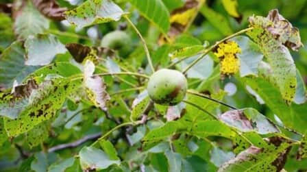 Best Fungicide For Anthracnose of 2025: Top 6 Picks