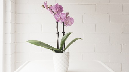 6 Best Orchid Pots For Phalaenopsis of 2025 6 Best Orchid Pots For Phalaenopsis of 2025