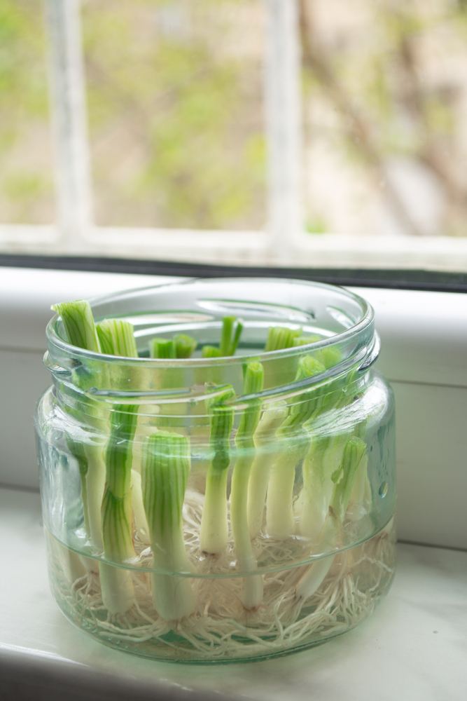 Vegetables You Can Harvest Multiple Times for Endless Supply Vegetables You Can Harvest Multiple Times for Endless Supply