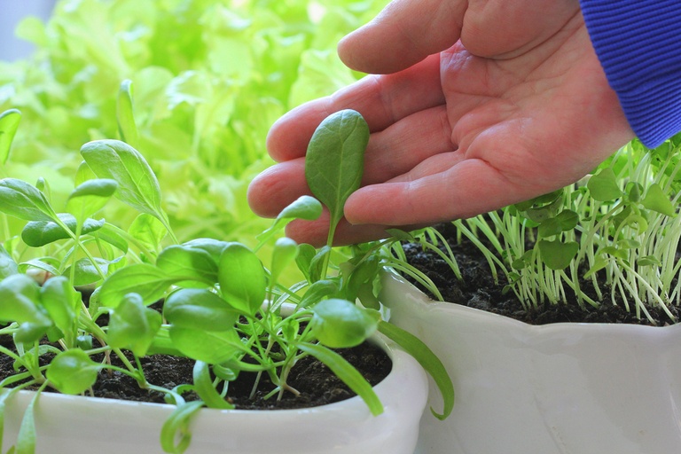 Vegetables You Can Harvest Multiple Times for Endless Supply Vegetables You Can Harvest Multiple Times for Endless Supply