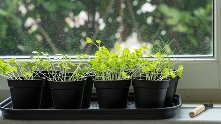 Vegetables You Can Harvest Multiple Times for Endless Supply Vegetables You Can Harvest Multiple Times for Endless Supply