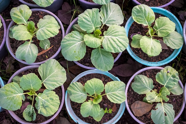 Vegetables You Can Harvest Multiple Times for Endless Supply Vegetables You Can Harvest Multiple Times for Endless Supply
