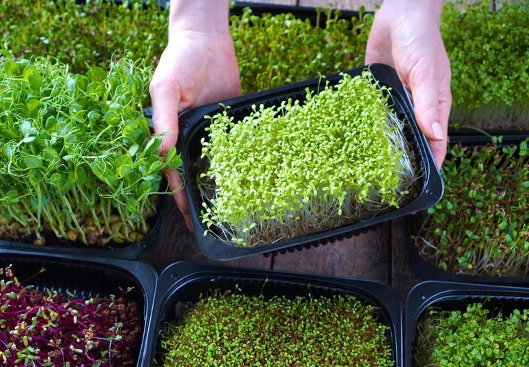 What Are The Fastest-Growing Salad Greens? What Are The Fastest-Growing Salad Greens?
