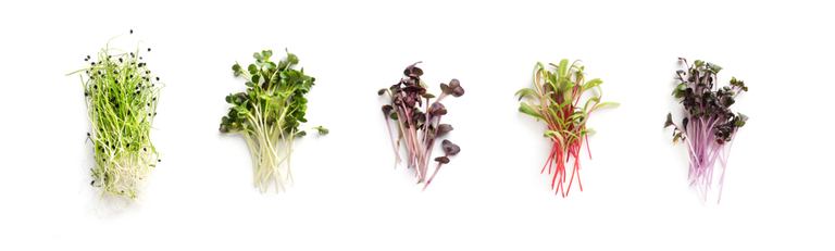What Are The Fastest-Growing Salad Greens? What Are The Fastest-Growing Salad Greens?