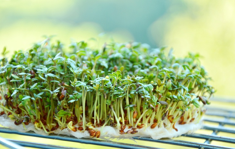 What Are The Fastest-Growing Salad Greens? What Are The Fastest-Growing Salad Greens?