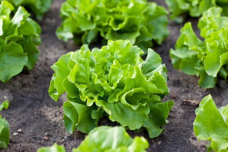 What Are The Fastest-Growing Salad Greens? What Are The Fastest-Growing Salad Greens?