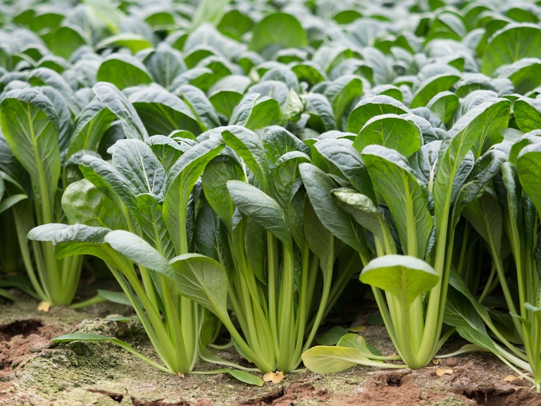 What Are The Fastest-Growing Salad Greens? What Are The Fastest-Growing Salad Greens?