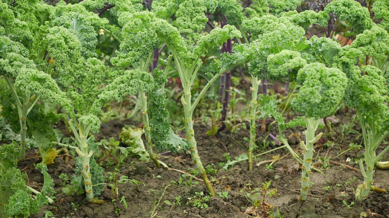 What Are The Fastest-Growing Salad Greens? What Are The Fastest-Growing Salad Greens?