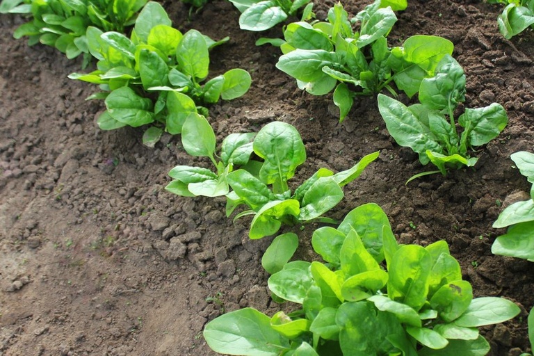 What Are The Fastest-Growing Salad Greens? What Are The Fastest-Growing Salad Greens?
