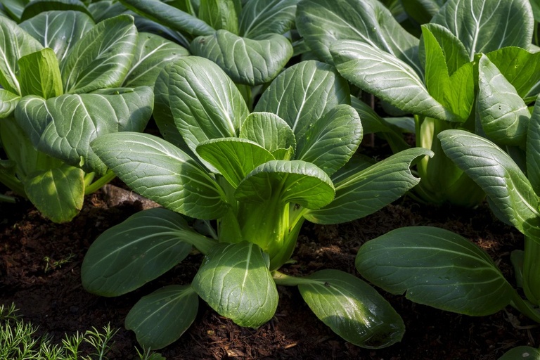 What Are The Fastest-Growing Salad Greens? What Are The Fastest-Growing Salad Greens?