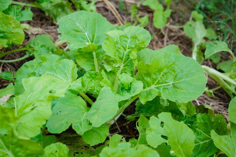 What Are The Fastest-Growing Salad Greens? What Are The Fastest-Growing Salad Greens?