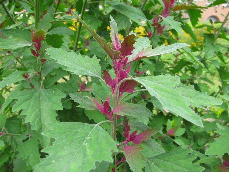 What Are The Fastest-Growing Salad Greens? What Are The Fastest-Growing Salad Greens?