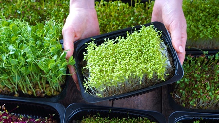 What Are The Fastest-Growing Salad Greens?