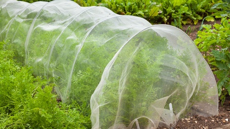 Garden Cloche Ideas to Protect Your Plants