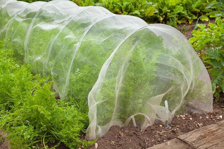 Garden Cloche Ideas to Protect Your Plants