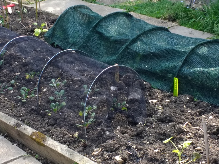 Garden Cloche Ideas to Protect Your Plants