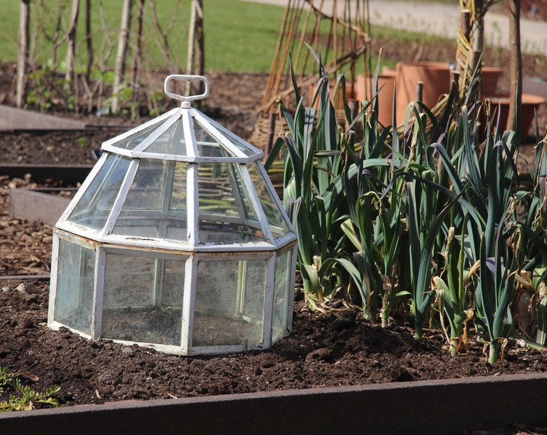 Garden Cloche Ideas to Protect Your Plants