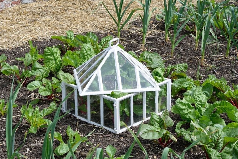 Garden Cloche Ideas to Protect Your Plants Garden Cloche Ideas to Protect Your Plants
