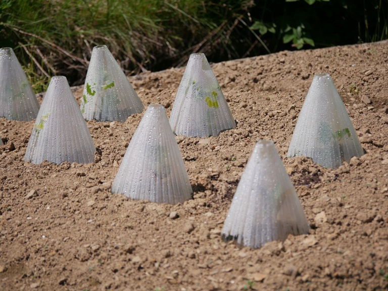 Garden Cloche Ideas to Protect Your Plants Garden Cloche Ideas to Protect Your Plants